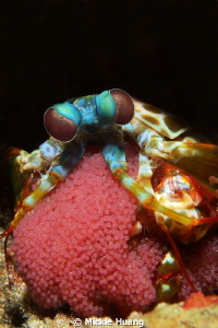 Mantis shrimp with eggs
Aniloa, the Philippines by Mickle Huang 